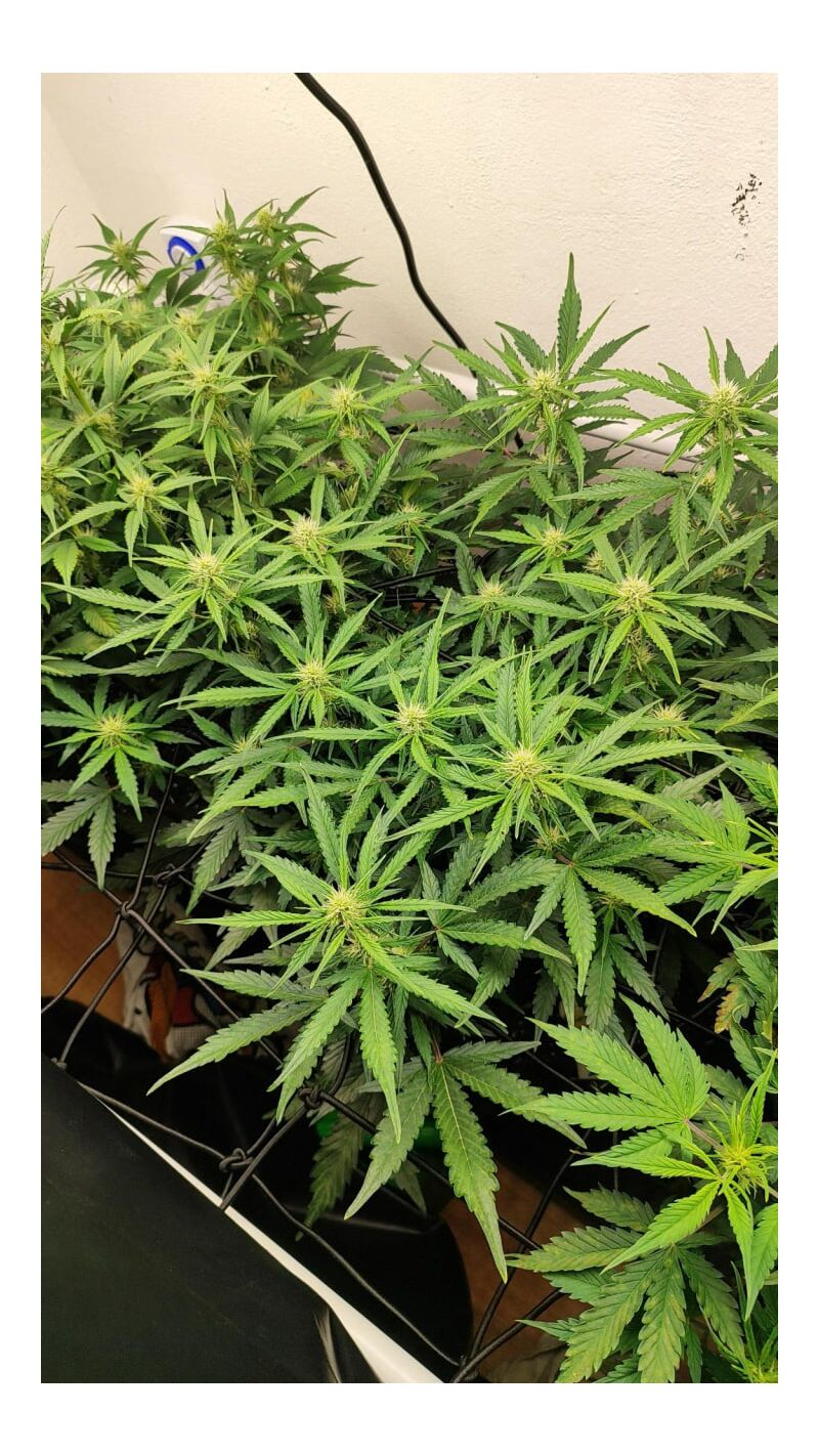 Kamala OG Auto, Фасовка: 1, изображение 3